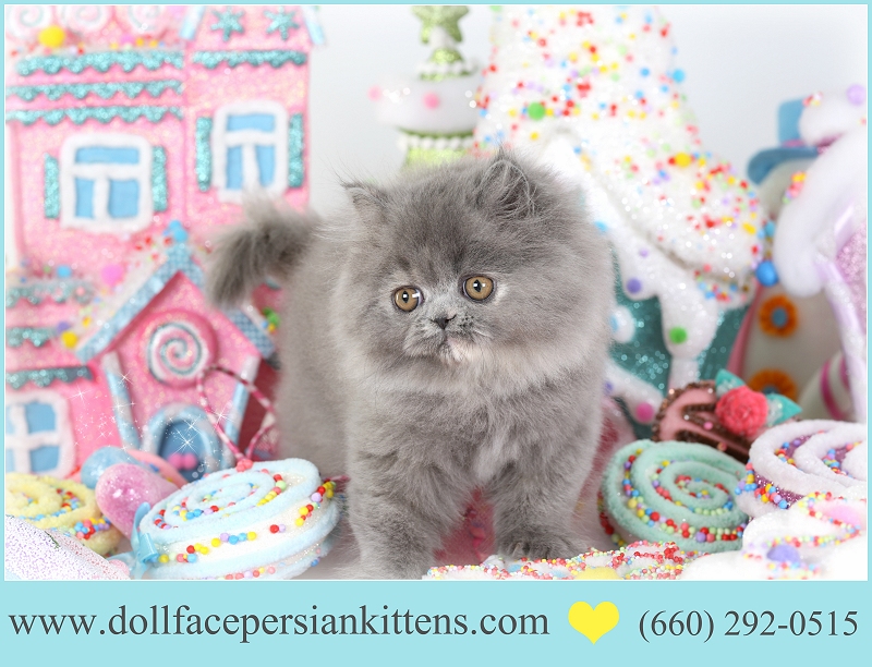 Blue Golden Persian Blue Golden Persian