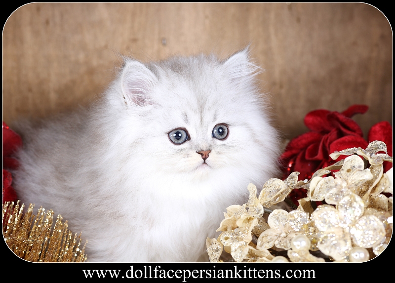 Silver Persian Kitten for Sale