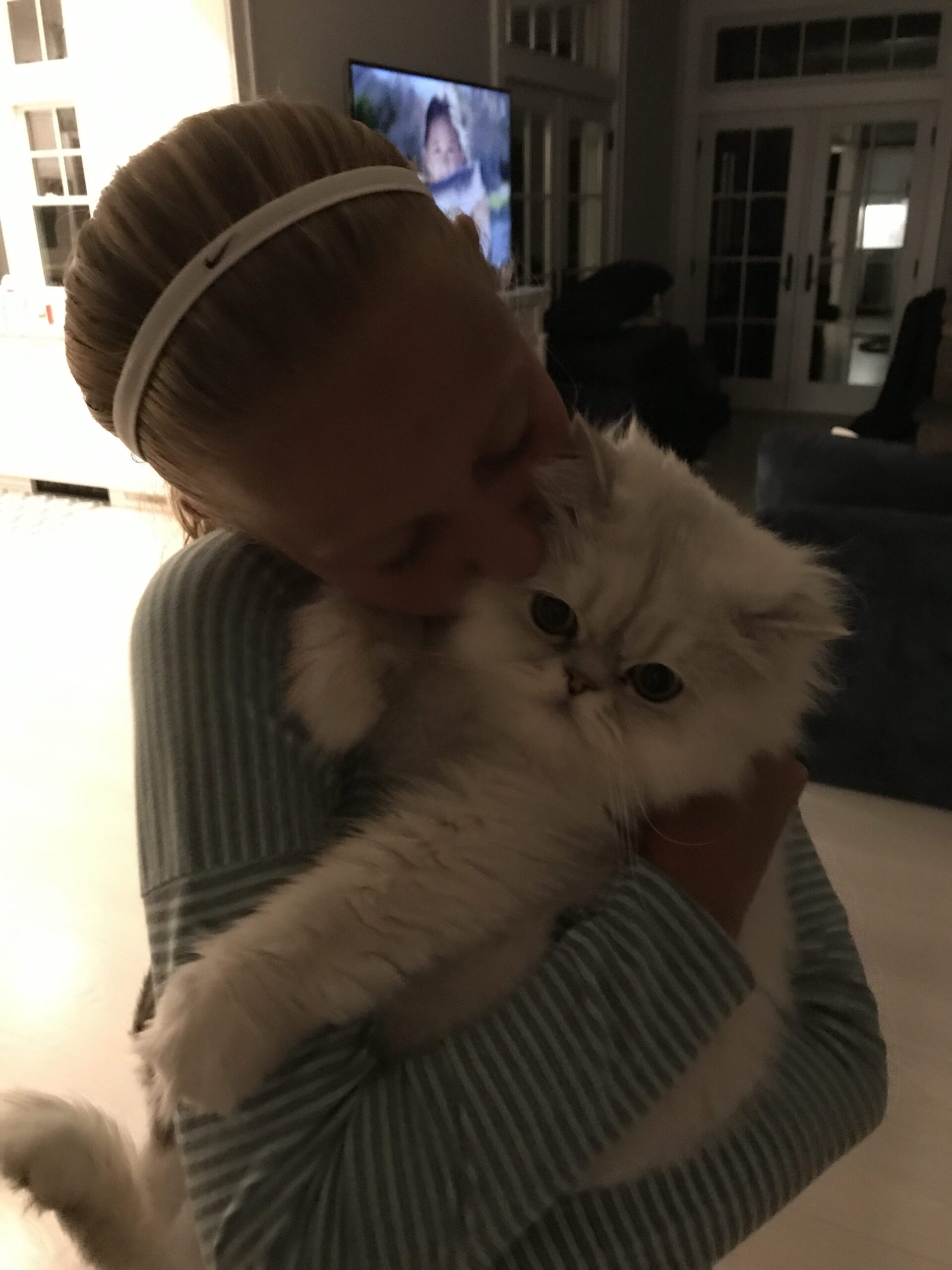 Doll Face Persian Kittens Reviews