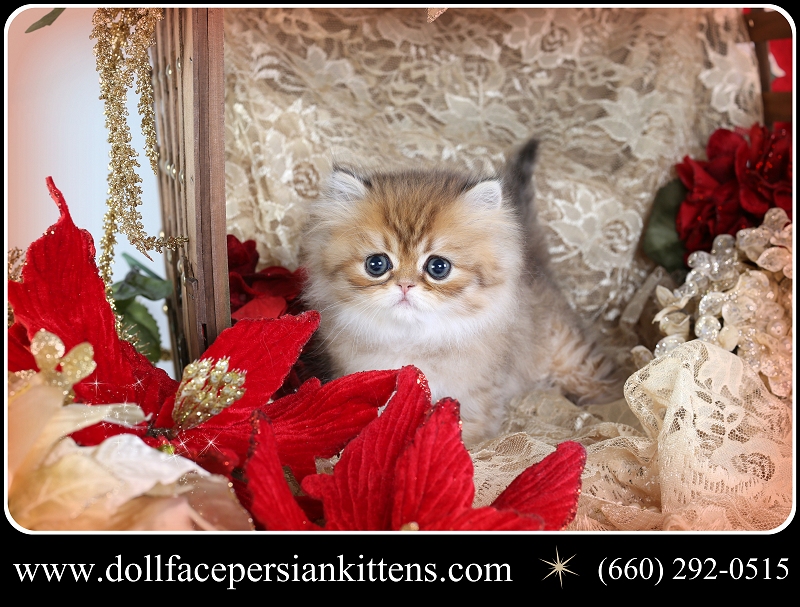 Golden Chinchilla Persian Kitten for Sale