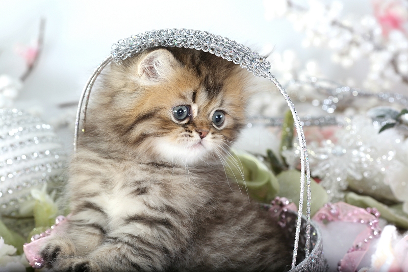 Golden Chinchilla Persian Kitten