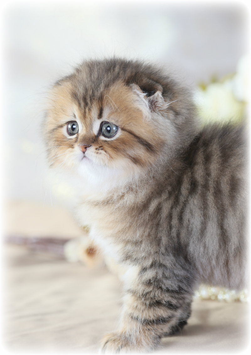Persian Fold Kitten