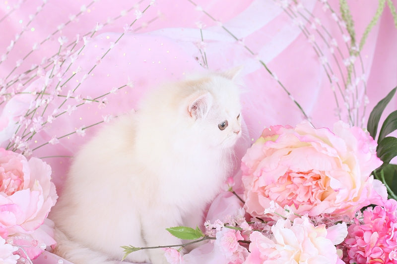 Luxury Persian Kitten
