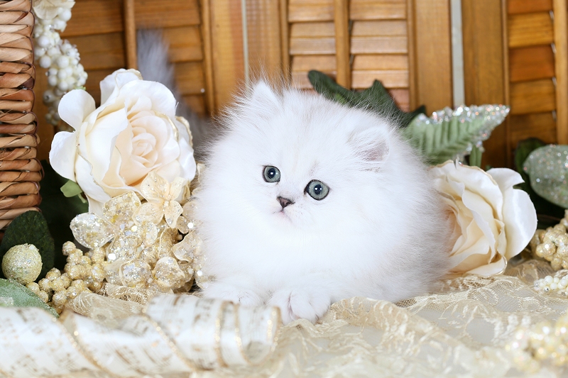 Silver Persian Kitten