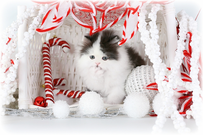 Black and white Persian kitten for sale
