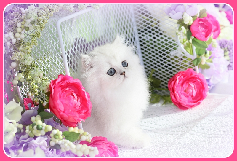 Silver Chinchilla Persian Kitten