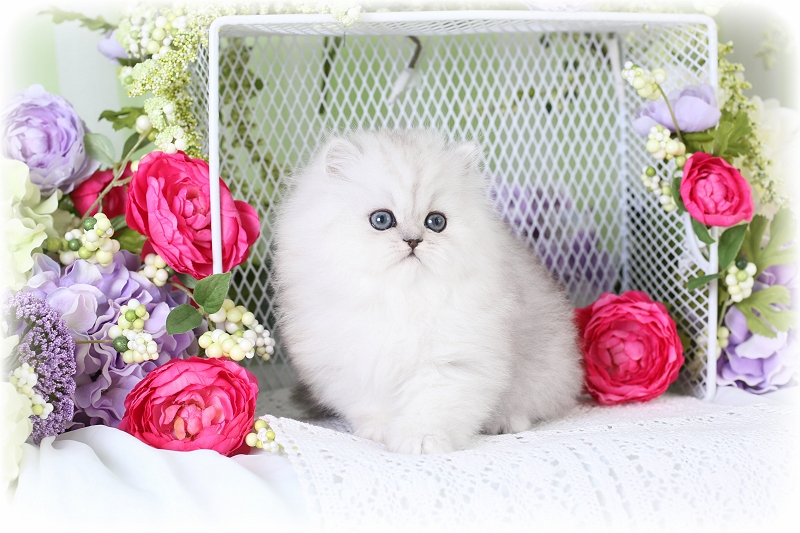 Silver Persian Kittens for Sale