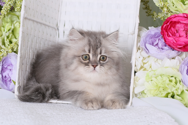 Blue Golden Persian Kitten