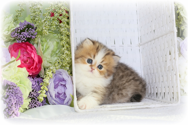 Golden Chinchilla & White Persian Kitten