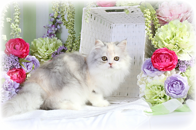 Dilute Calico Persian