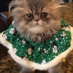 Doll Face Persian Kittens Reviews – The Medley Family