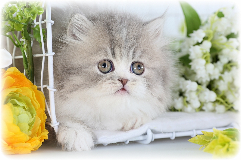 adorable Persian Kittens