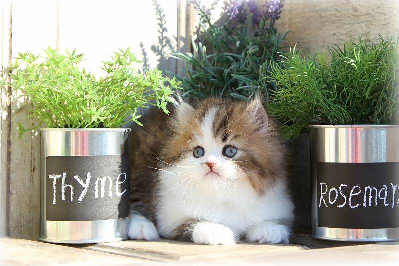 Miniature Persian Kitten