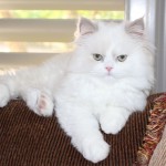Doll Face Persian Kittens Reviews- The Doyle Family