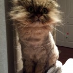Doll Face Persian Kittens Reviews – Brooke