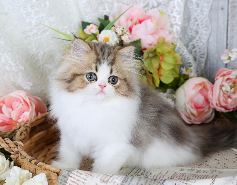 Golden & White Bi-Color Persian Kitten