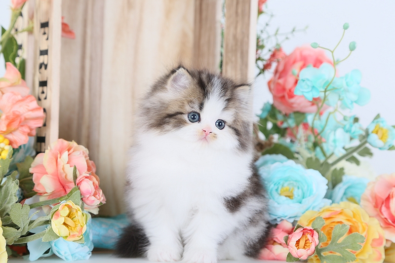 Golden & White Persian Kitten