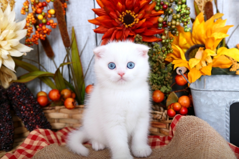 White Persian Fold Kitten
