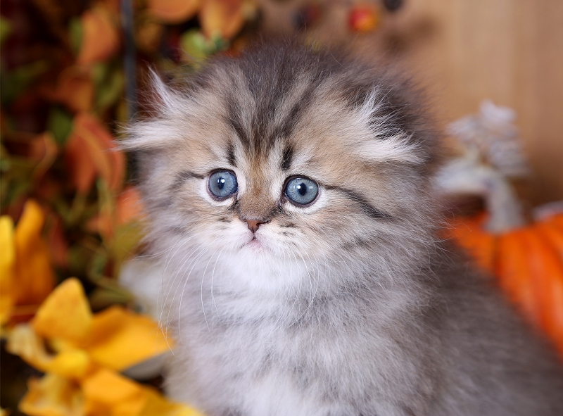 Click on my picture to apply for me!