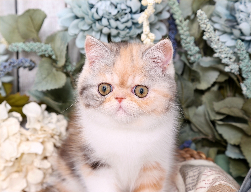 Calico Smoke Exotic Shorthair Persian Kitten For