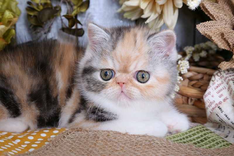 Calico Smoke Exotic Shorthair Persian Kitten For SalePersian