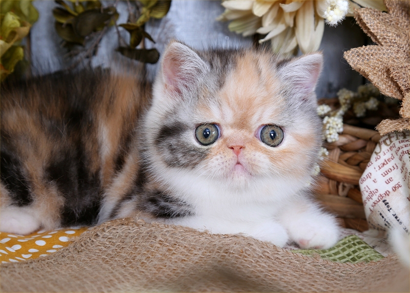 Calico Smoke Exotic Shorthair Persian Kitten For SaleSuperior Quality