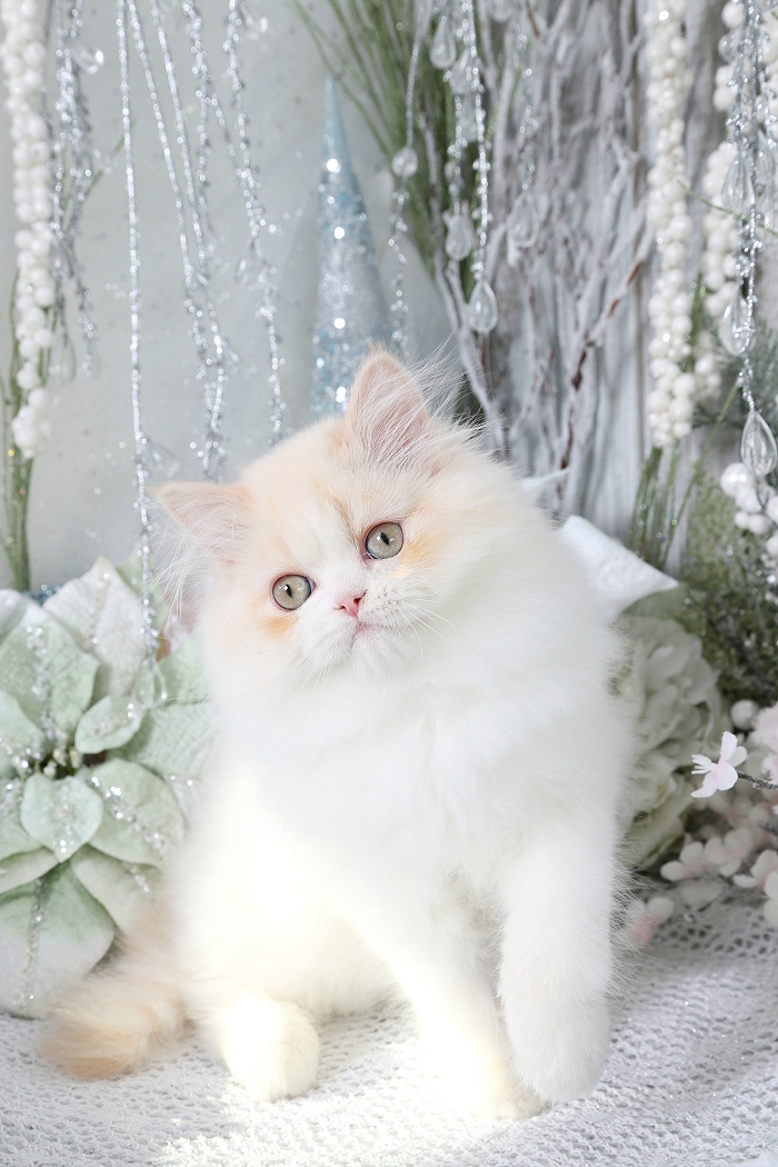 Cream & White Bicolor Persian Kitten