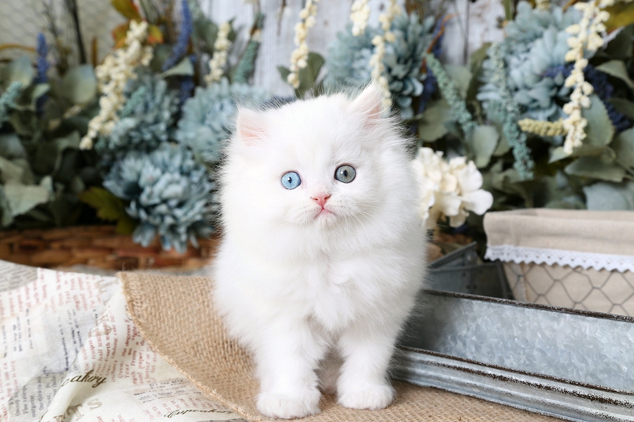 White Persian Cats Baby
