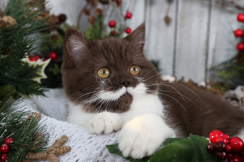 Chocolate & White Bi-Color Exotic Shorthair Persian Kitten
