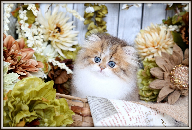 Golden Chinchilla & White Bi-Color Persian Kitten