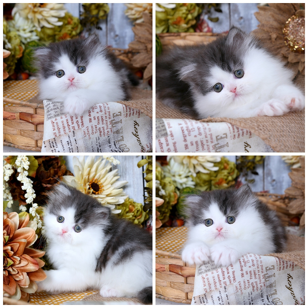 Black Smoke & White Bi-Color Persian Kitten