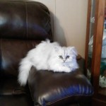 Doll Face Persian Kittens Reviews – The Hall Family