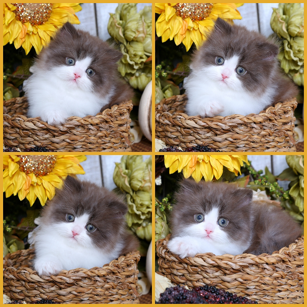Chocolate Smoke & White Bi-Color Persian Kitten