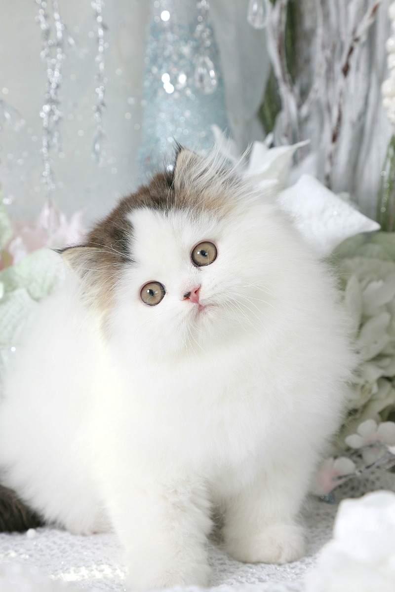 Shaded Golden & White Persian Kitten