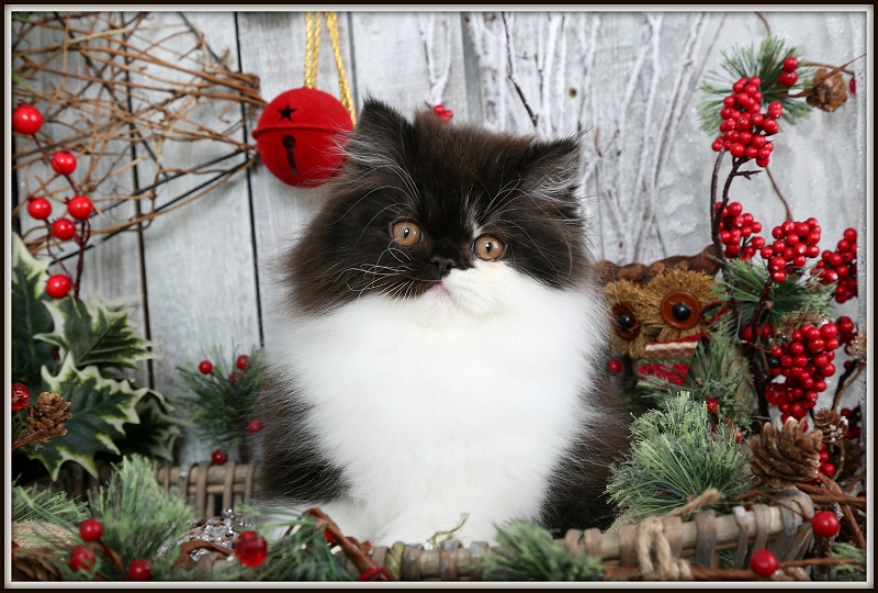 Black & White Bi-Color Persian Kitten
