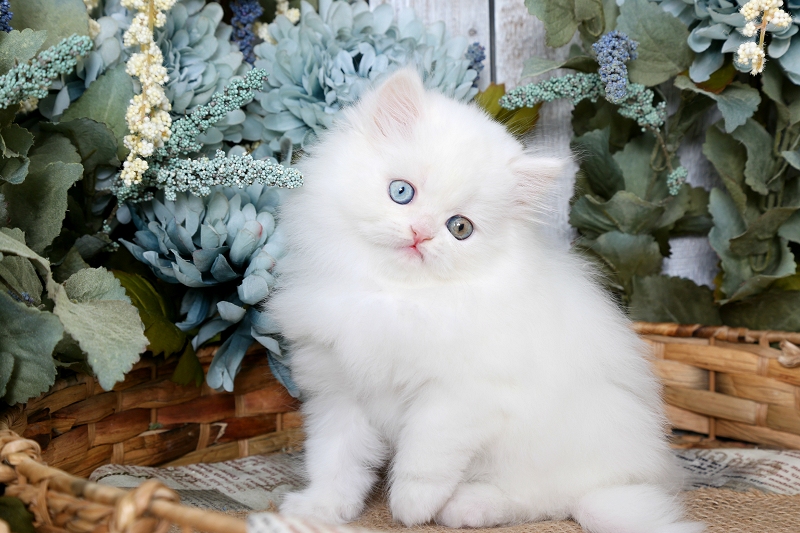 White Persian Kittens White Persian Cats White Kittens