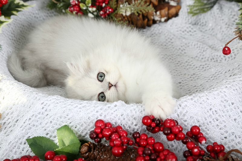 Lightly Shaded Silver Persian Kitten