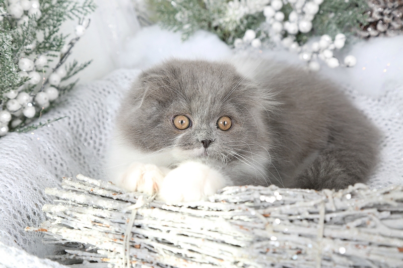 Persian Fold Kitten 