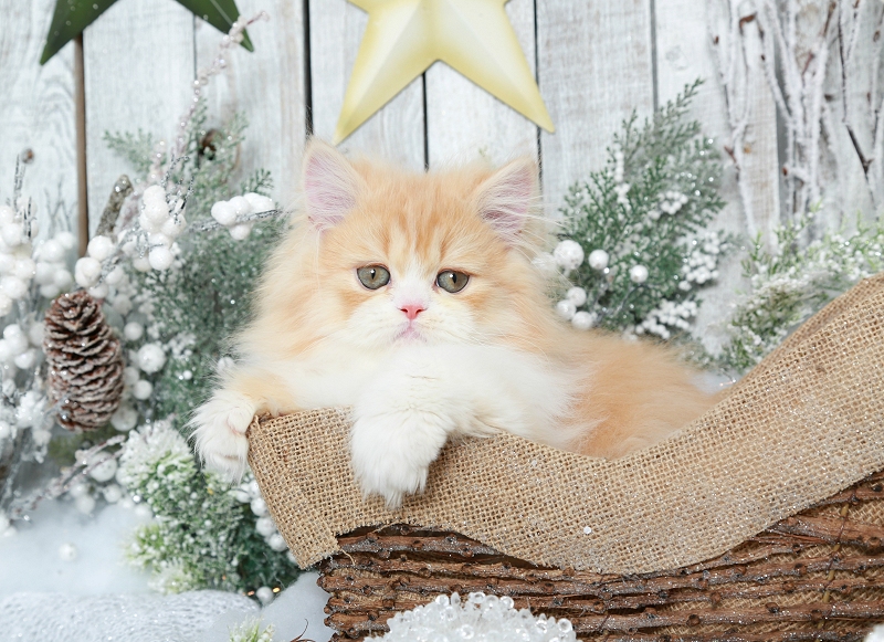 Red & White Bi-Color Persian Kitten