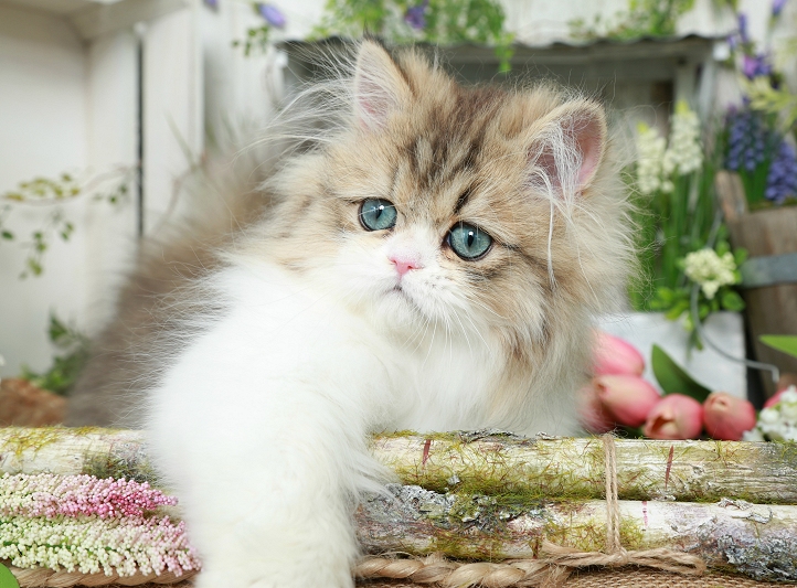 Golden & White Bi-Color Persian Kitten