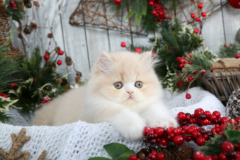 Cream & White Bi-Color Persian Kitten