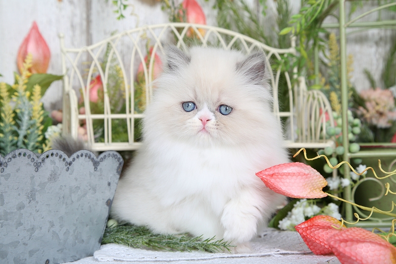 Himalayan Kitten for Sale