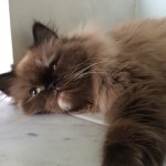 Doll Face Persian Kittens Reviews – Elena