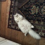 Doll Face Persian Kittens Reviews – Keremy