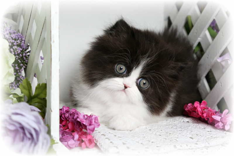 Black & White Persian Kitten