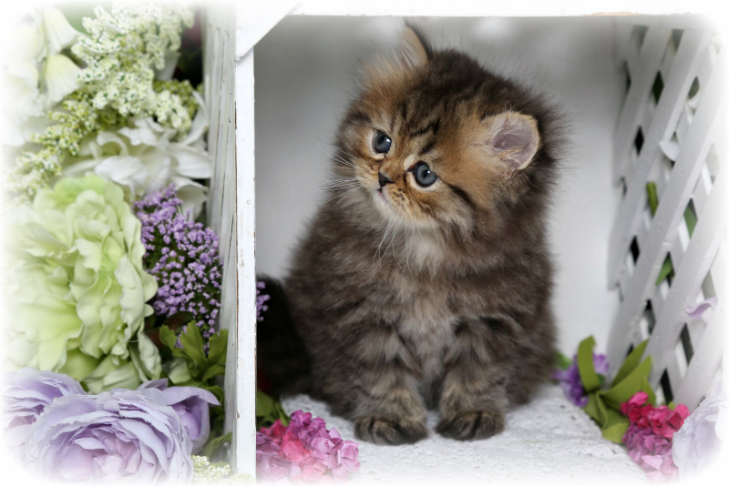 Doll Face Persian Kitten for Sale