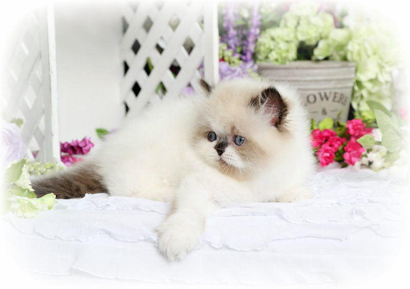 Himalayan Kitten for Sale