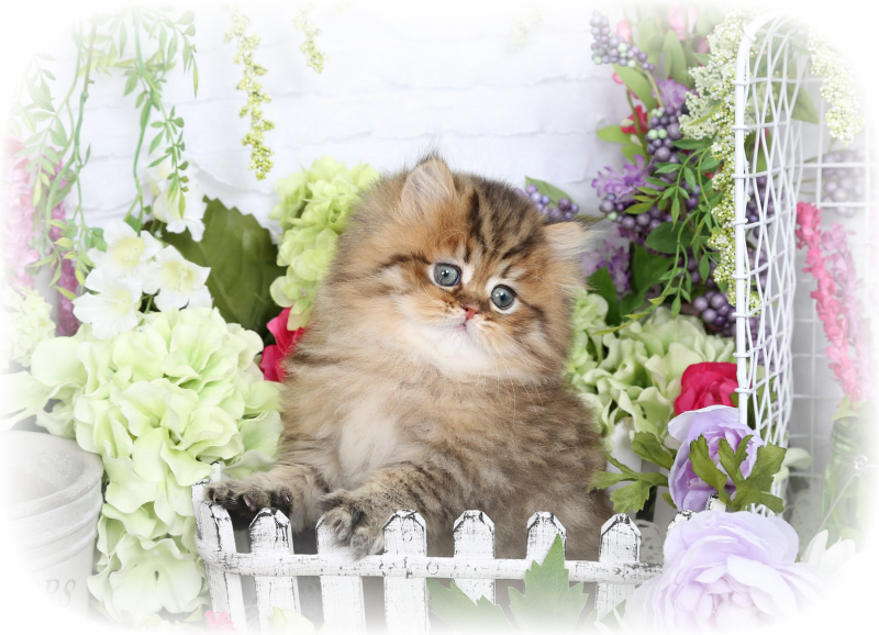Golden Chinchilla Persian Kitten