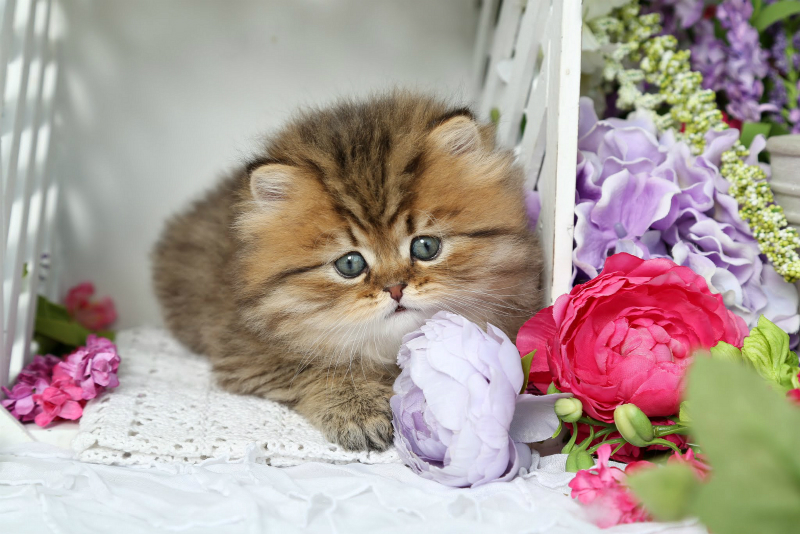 Persian Kitten for Sale