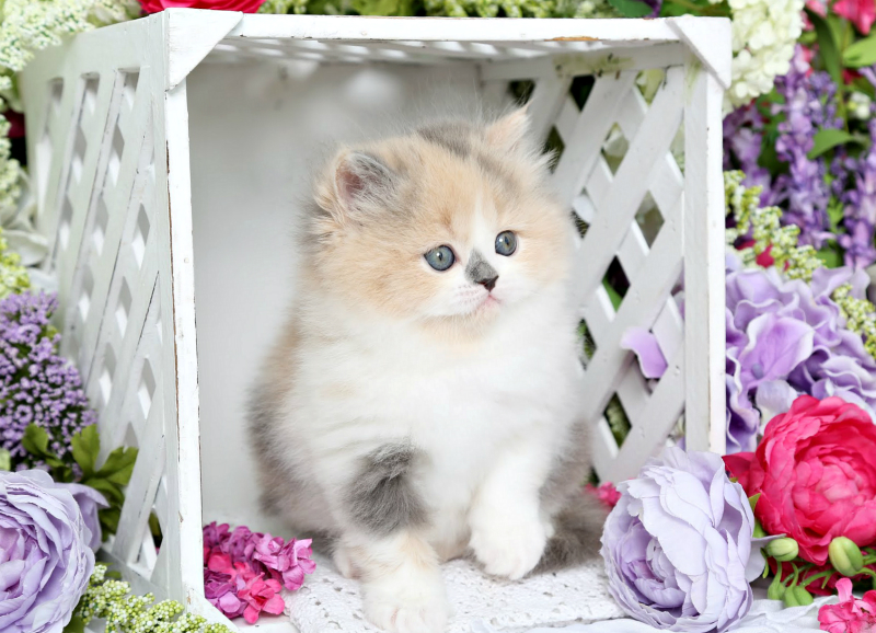 Dilute Calico Persian Kitten